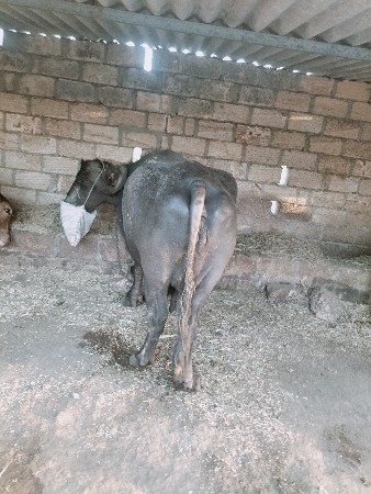 ભેશ વેશવાની છે બધી જવાબદારી