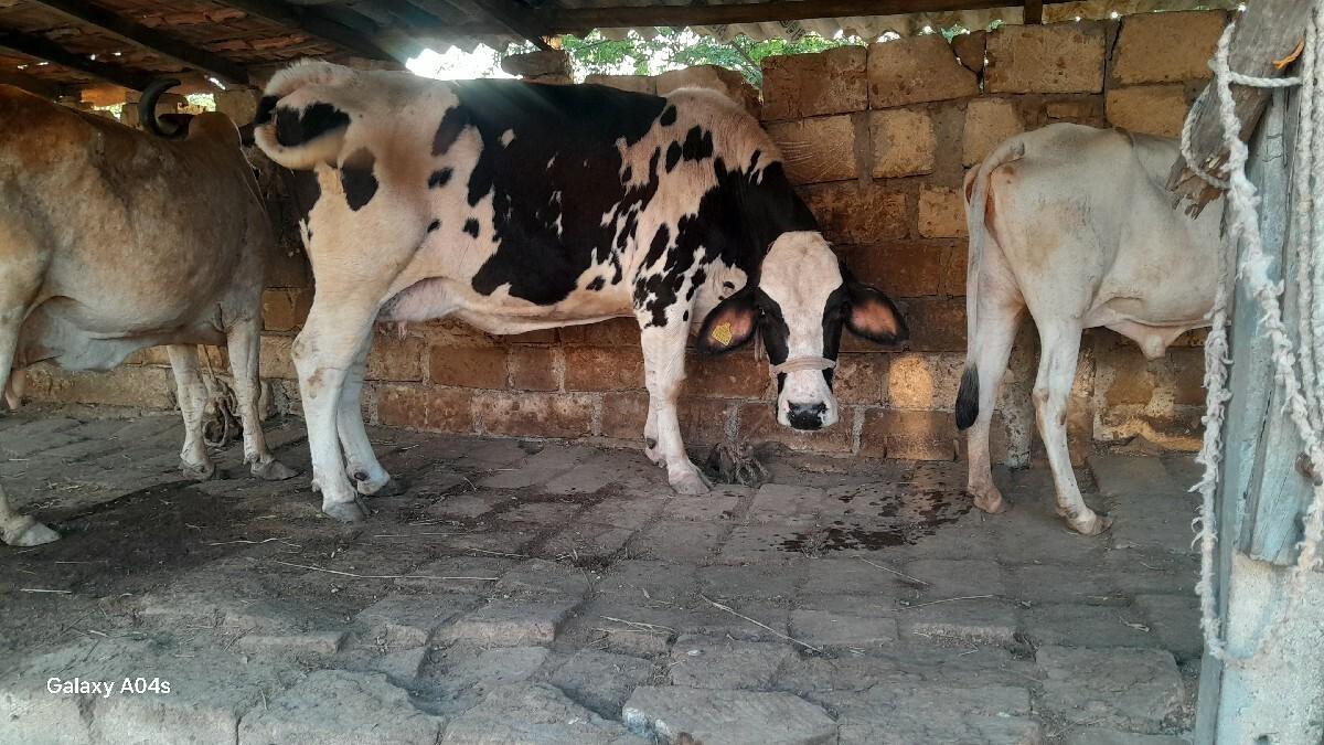 થંબનેલ 2