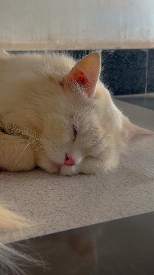 બિલાડો છે 
પર્શિયન cat 
સાવ સોજો છે