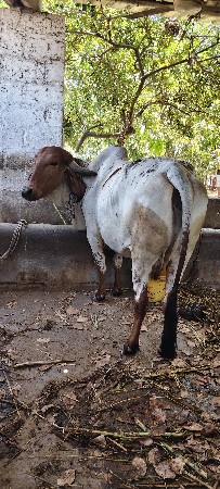 ગીર લીલડી ગાય વેચવાની છે