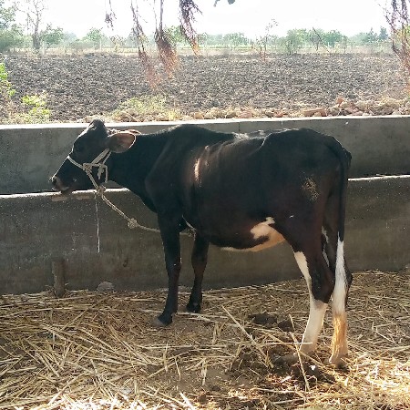 પ્યોર ઈસાબ વાસડી