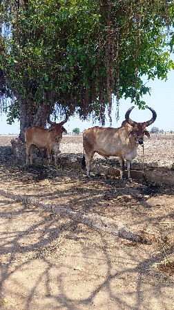 આ બળદ વેચવાના છે