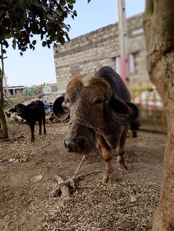આ ભુરી ભેંસ વેચવાની છે