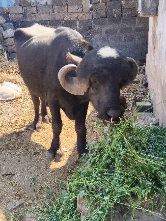 थंबनेल 3