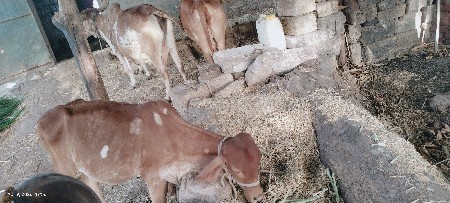 સોન કપિલા વાછડી વેચવાની છે