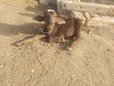 પાંચ પાંચ લીટર દૂધ 5