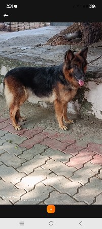જર્મન શેફર્ડ ડબલ કોડ