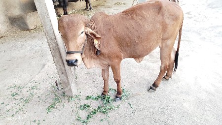 थंबनेल 3