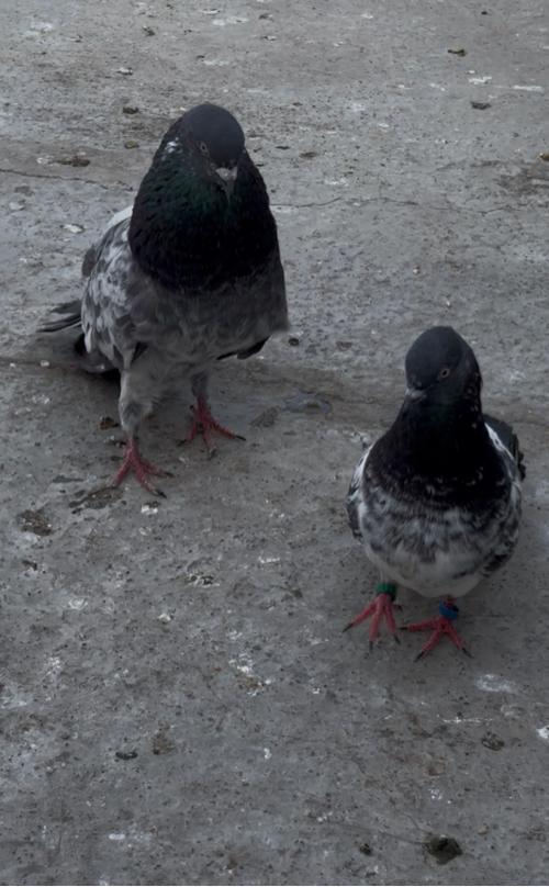 મારવાડા