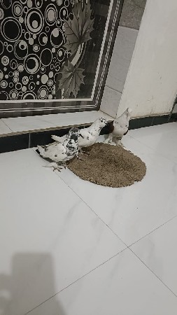 kabutar vech vana se