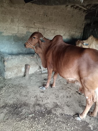ગાય વેચવાની છે