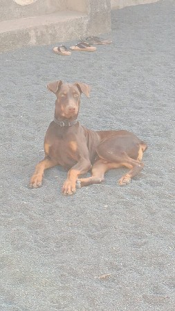 ડોબર કુતરો