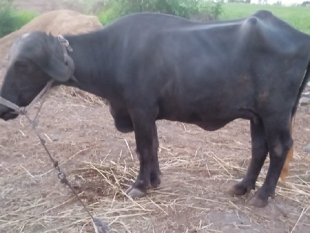 ખોડેલી ચાંદીની છે બધી જવાબદારી