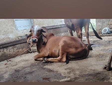 ગિર હોડકી