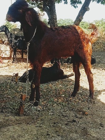 આ બકરો વેચાવ છે