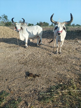 બડવેચવાનાછે