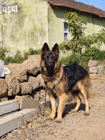 જર્મન શેફર્ડ