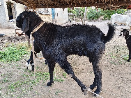 જામખંભાળિયા 9510931362