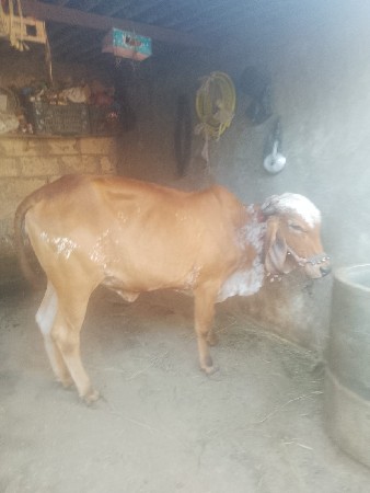 थंबनेल 2