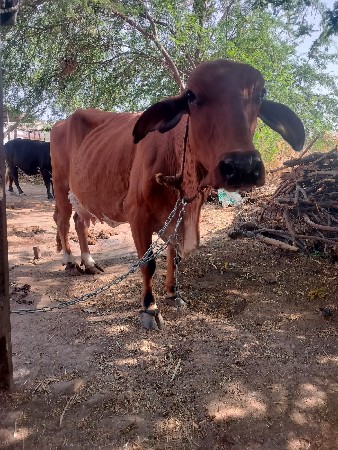 થંબનેલ 3