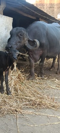 ભેંશ વેચવાની છે