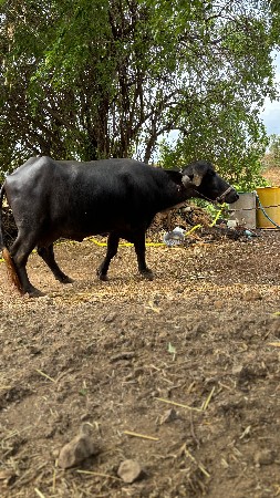 थंबनेल 2