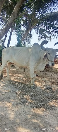 બળદ વેચવાનો છે. 5મી ધર માં છે.