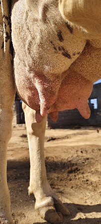 આ ગાય વેચવાની છે