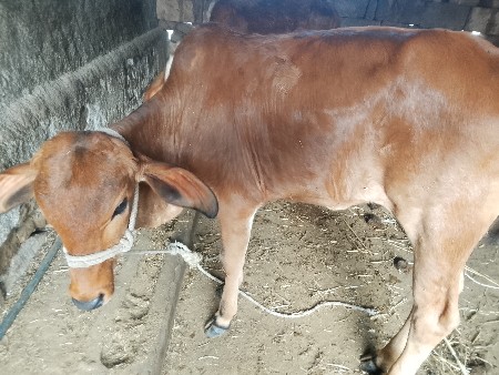 ગાય વેચવાની છે નીચે વાછડી