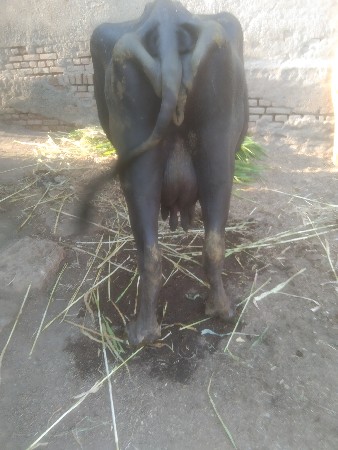 ભેસ વેચવાની વેતર4