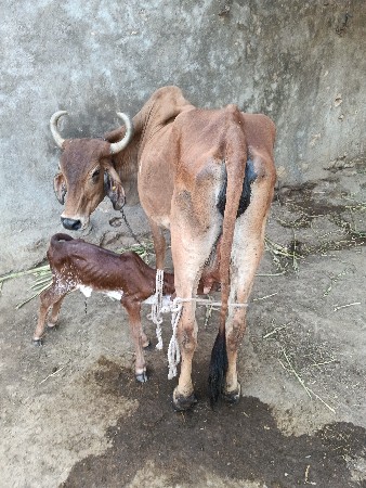 ગાય આપવાની છે