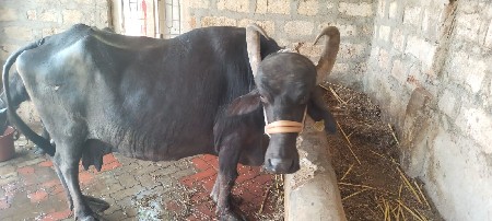 ભેંસ વેચવાની છે