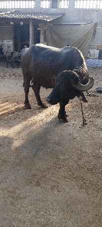 ભેંસ વેચવાની છે