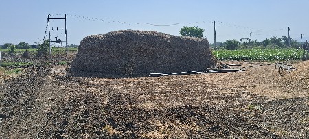જી જી 20 મગફળી