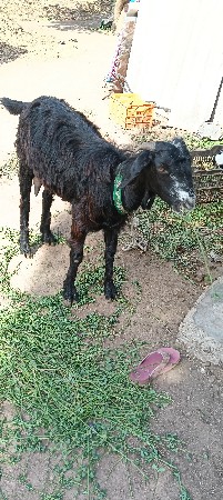 લવારી ભેરી દેસી બકરી મોટી