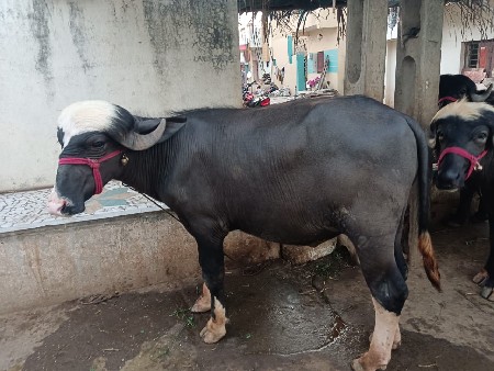 આ. પાડા વેચવાના છે