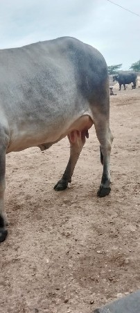 ગાયા‌ વેશવાનીસે‌‌ ‌ ‌ વેણલ‌ શે