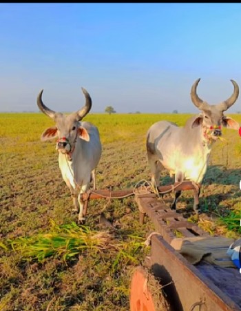 બરધ વેસવસે