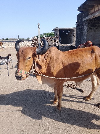 9000 કિંમત