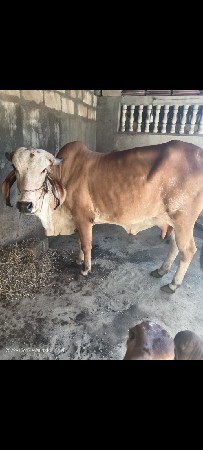 ગીર ગાય વેચવાની છે