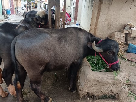 પાડો વેચવાનો છે
