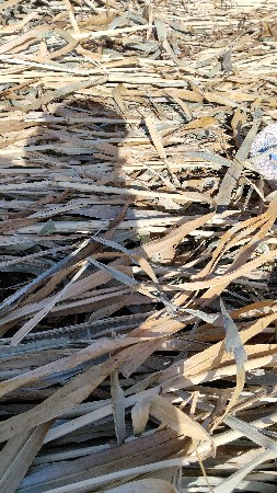 બાજરા ની સાર