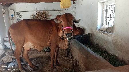 ગાય વેચવાની છે
