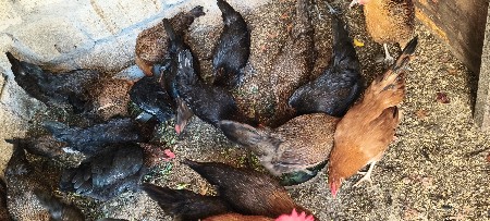 સોનાલી મૂરઘી