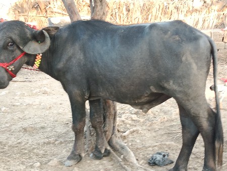 આ પાડો છે ત્રણ વરસનો
