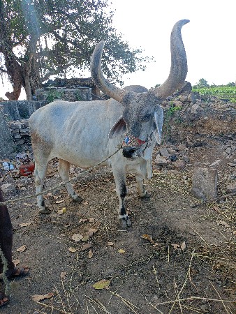 થંબનેલ 2