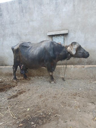 थंबनेल 3