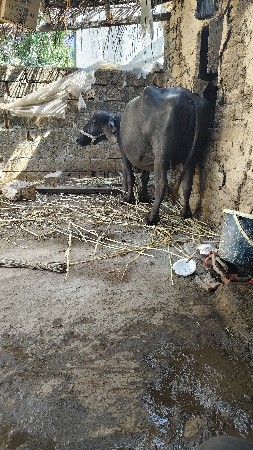ભેંસ વેચવાની છે