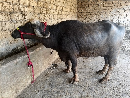 સાડા સાત 7લીટર દૂધ મહિના ની વેણાલી