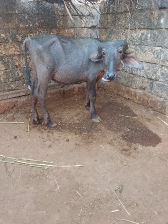 પાડી વેચવાની છે